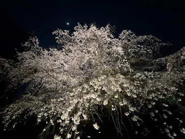 六義園に投稿された画像（2026/3/24）