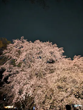 六義園に投稿された画像（2026/3/24）