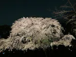 六義園に投稿された画像（2026/3/24）