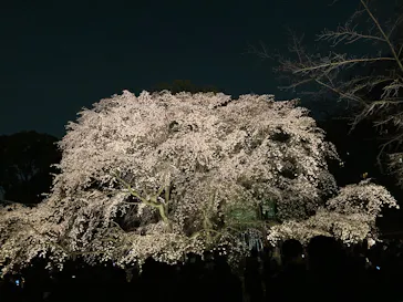 六義園に投稿された画像（2026/3/24）