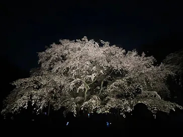 六義園に投稿された画像（2026/3/24）