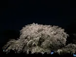 六義園に投稿された画像（2026/3/24）