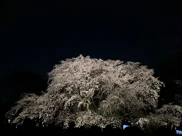 六義園に投稿された画像（2026/3/24）