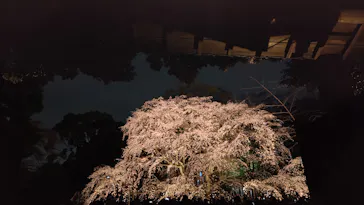 六義園に投稿された画像（2026/3/24）