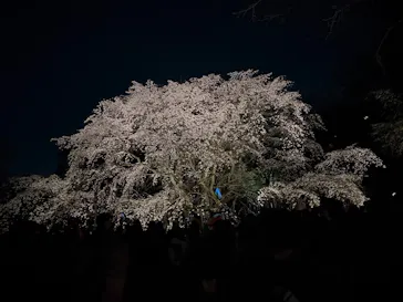 六義園に投稿された画像（2026/3/24）