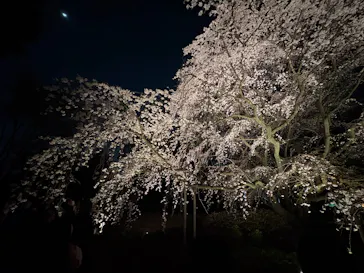 六義園に投稿された画像（2026/3/24）