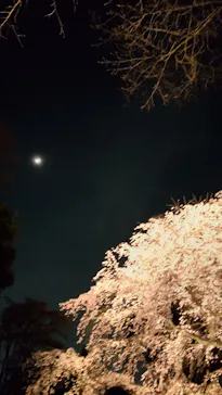 六義園に投稿された画像（2026/3/24）