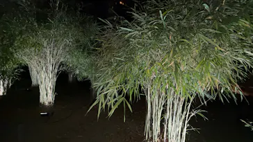 六義園に投稿された画像（2026/3/24）