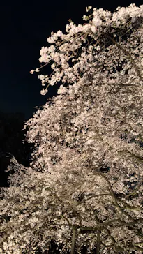 六義園に投稿された画像（2026/3/24）