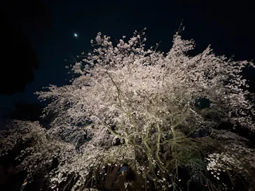 六義園に投稿された画像（2026/3/24）