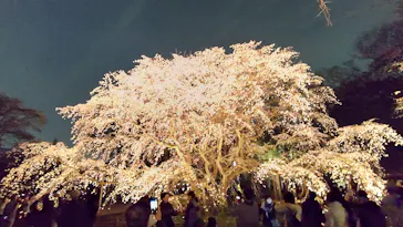 六義園に投稿された画像（2026/3/24）