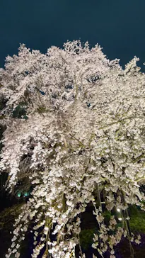 六義園に投稿された画像（2026/3/24）