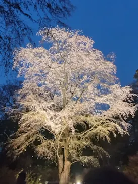 六義園に投稿された画像（2026/3/24）