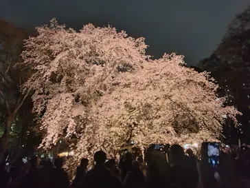 六義園に投稿された画像（2026/3/24）