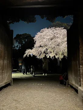 六義園に投稿された画像（2026/3/24）