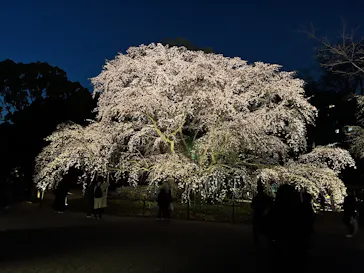 六義園に投稿された画像（2026/3/24）