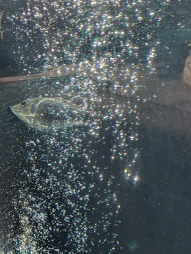 環境水族館アクアマリンふくしまに投稿された画像（2026/3/24）