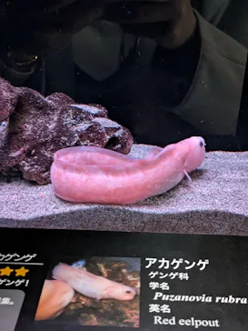 環境水族館アクアマリンふくしまに投稿された画像（2026/3/24）