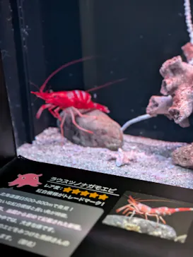 環境水族館アクアマリンふくしまに投稿された画像（2026/3/24）