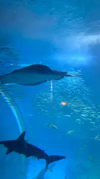 横浜・八景島シーパラダイスに投稿された画像（2026/3/24）