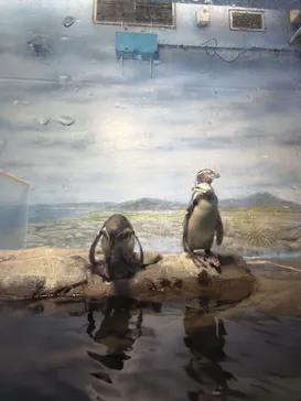 新江ノ島水族館に投稿された画像（2026/3/24）