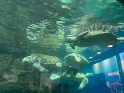 名古屋港水族館に投稿された画像（2026/3/24）