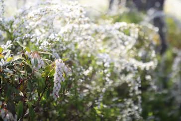 安城産業文化公園デンパークに投稿された画像（2026/3/24）