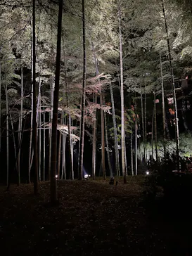 六義園に投稿された画像（2026/3/24）