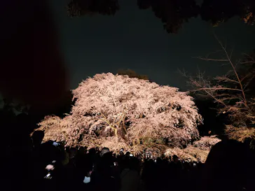 六義園に投稿された画像（2026/3/24）