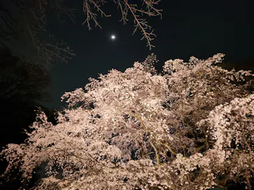 六義園に投稿された画像（2026/3/24）