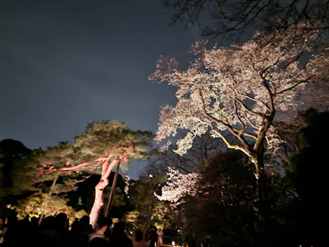 六義園に投稿された画像（2026/3/24）