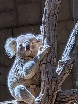 名古屋市東山動植物園に投稿された画像（2026/3/25）