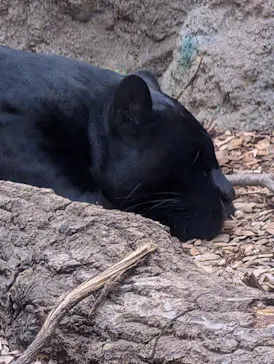 名古屋市東山動植物園に投稿された画像（2026/3/25）