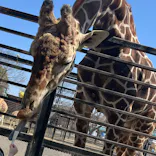 宇都宮動物園に投稿された画像（2026/3/25）