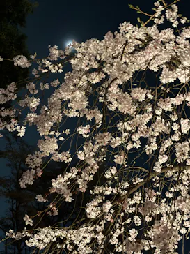 六義園に投稿された画像（2026/3/25）