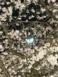 六義園に投稿された画像（2026/3/25）