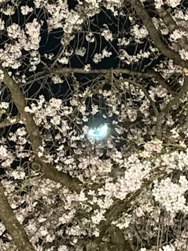 六義園に投稿された画像（2026/3/25）