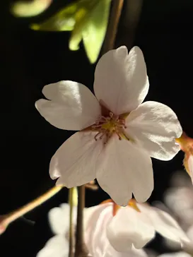 六義園に投稿された画像（2026/3/25）