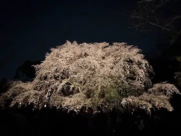 六義園に投稿された画像（2026/3/25）