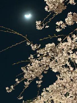 六義園に投稿された画像（2026/3/25）