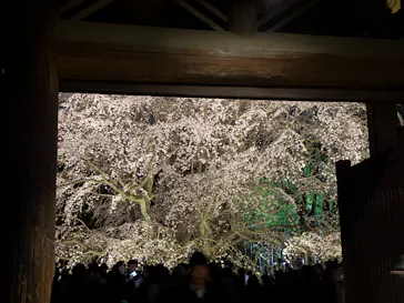 六義園に投稿された画像（2026/3/25）