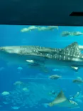 沖縄美ら海水族館に投稿された画像（2026/3/25）