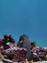 沖縄美ら海水族館に投稿された画像（2026/3/25）