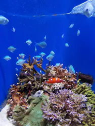 沖縄美ら海水族館に投稿された画像（2026/3/25）