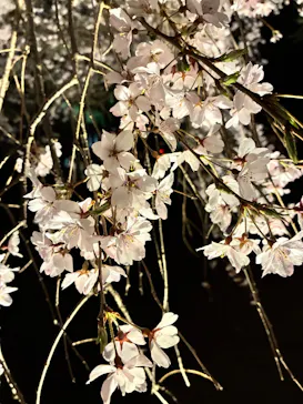 六義園に投稿された画像（2026/3/25）