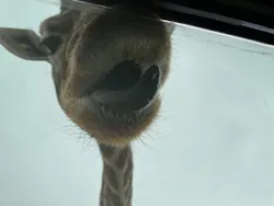 那須サファリパークに投稿された画像（2026/3/25）