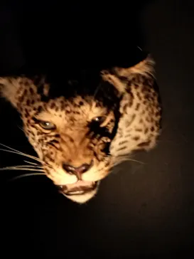 特別展「超危険生物展　科学で挑む生き物の本気」に投稿された画像（2026/3/25）