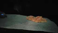 サンシャイン水族館に投稿された画像（2026/3/25）