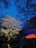 六義園に投稿された画像（2026/3/25）