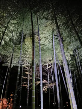 六義園に投稿された画像（2026/3/25）